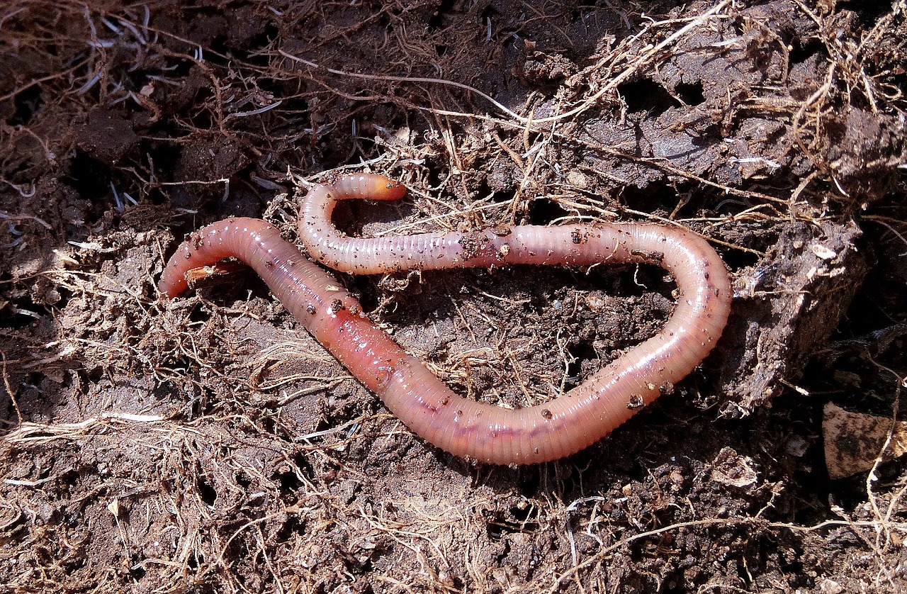 The Role of Vermiculture in Eco-friendly Agriculture